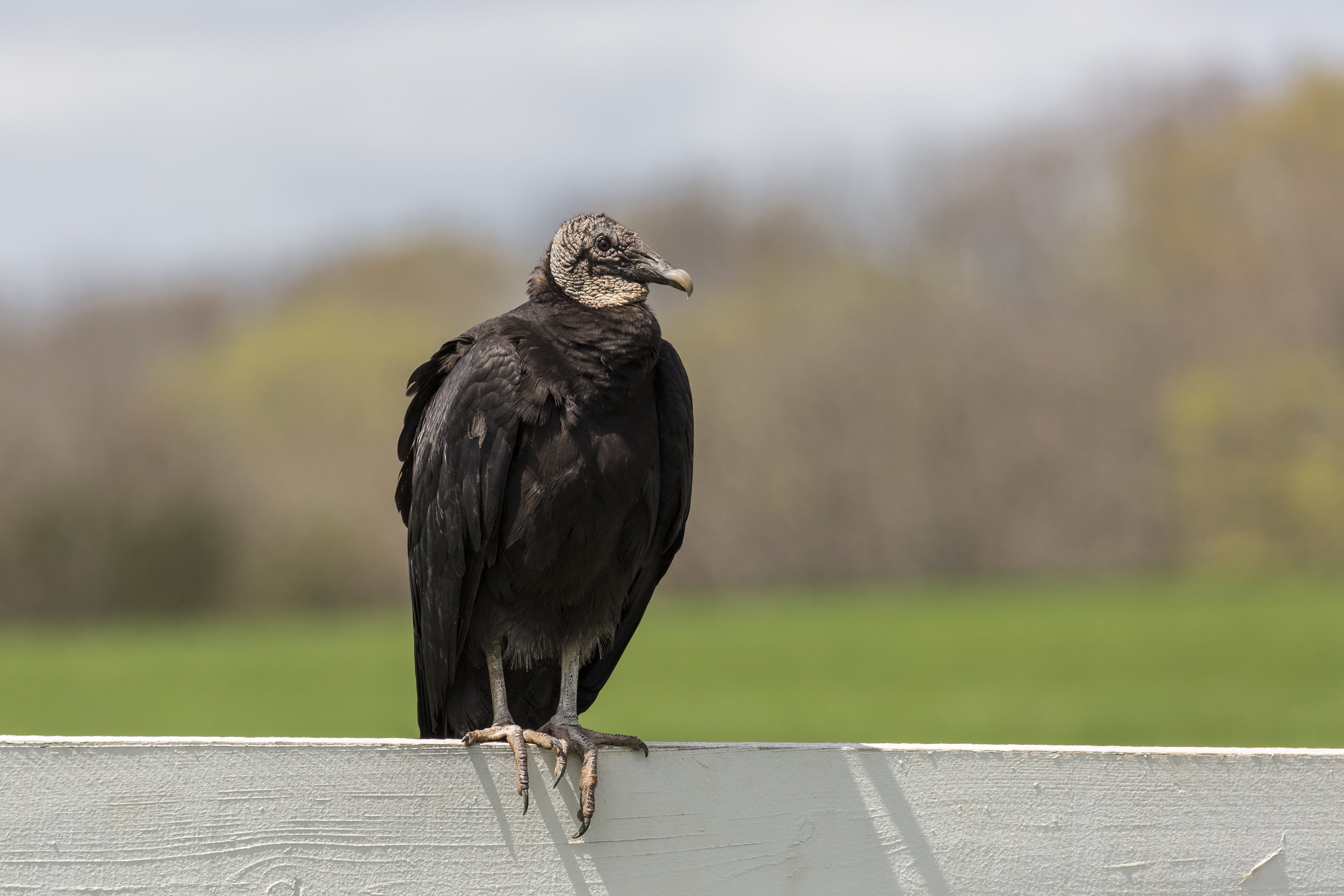 Black Vulture Depredation