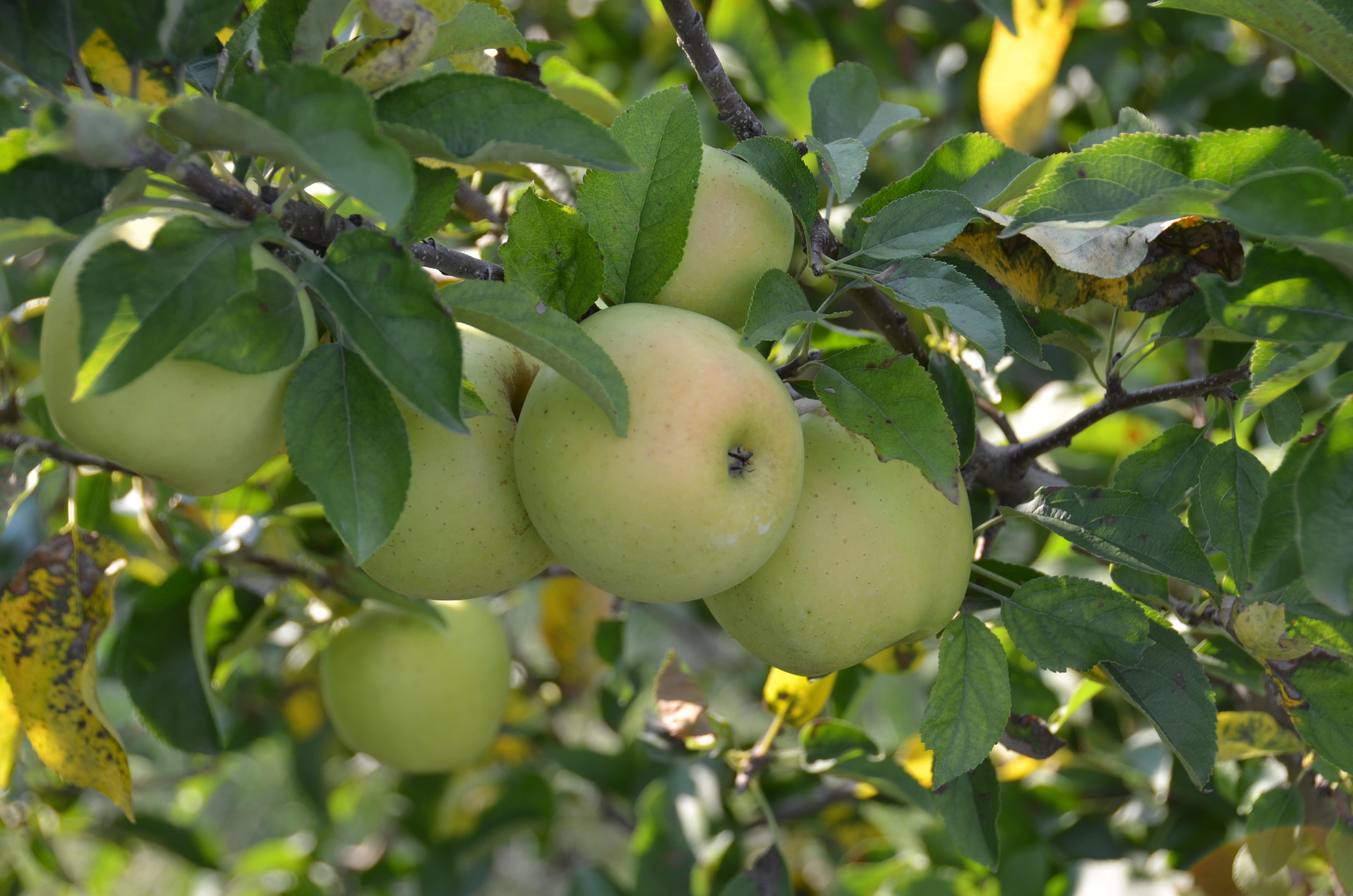 Ups and Downs: It’s been a wild year for Indiana orchards